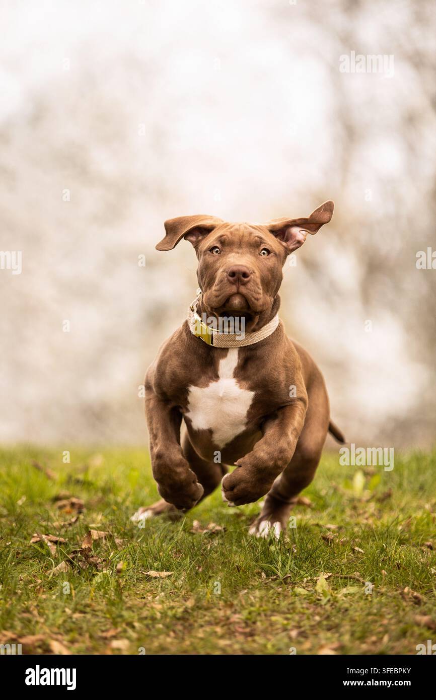 Un cucciolo di American Bully XL corre attraverso un prato Foto Stock