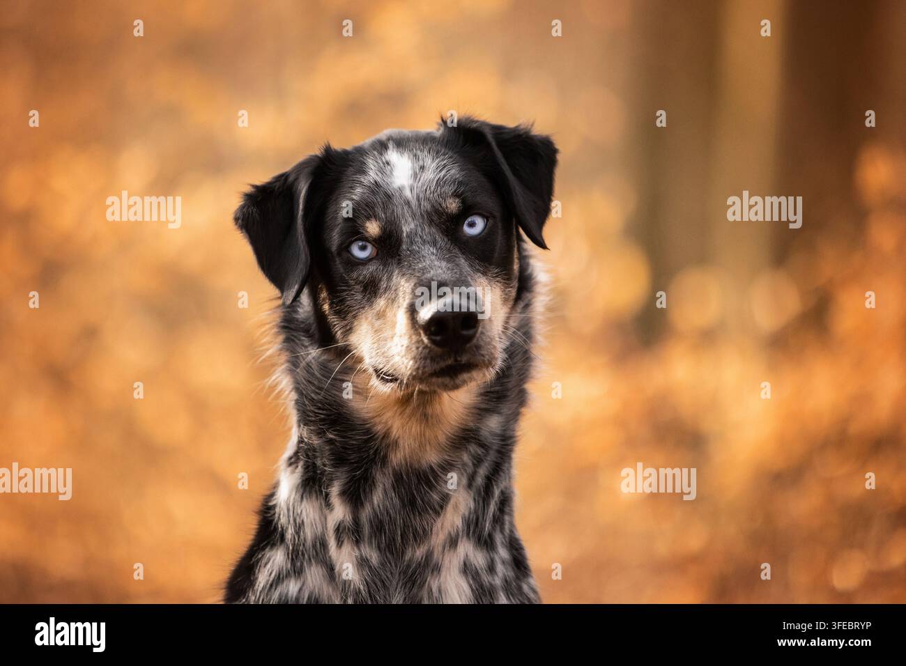 Meticcio con occhi azzurri guarda nell'obiettivo Foto Stock