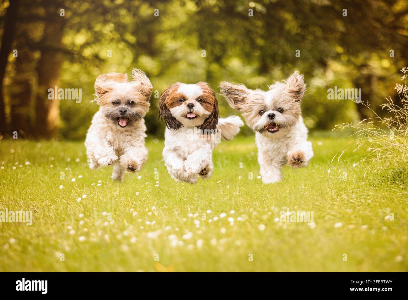 Tre Shih Tzu galoppano attraverso un prato Foto Stock