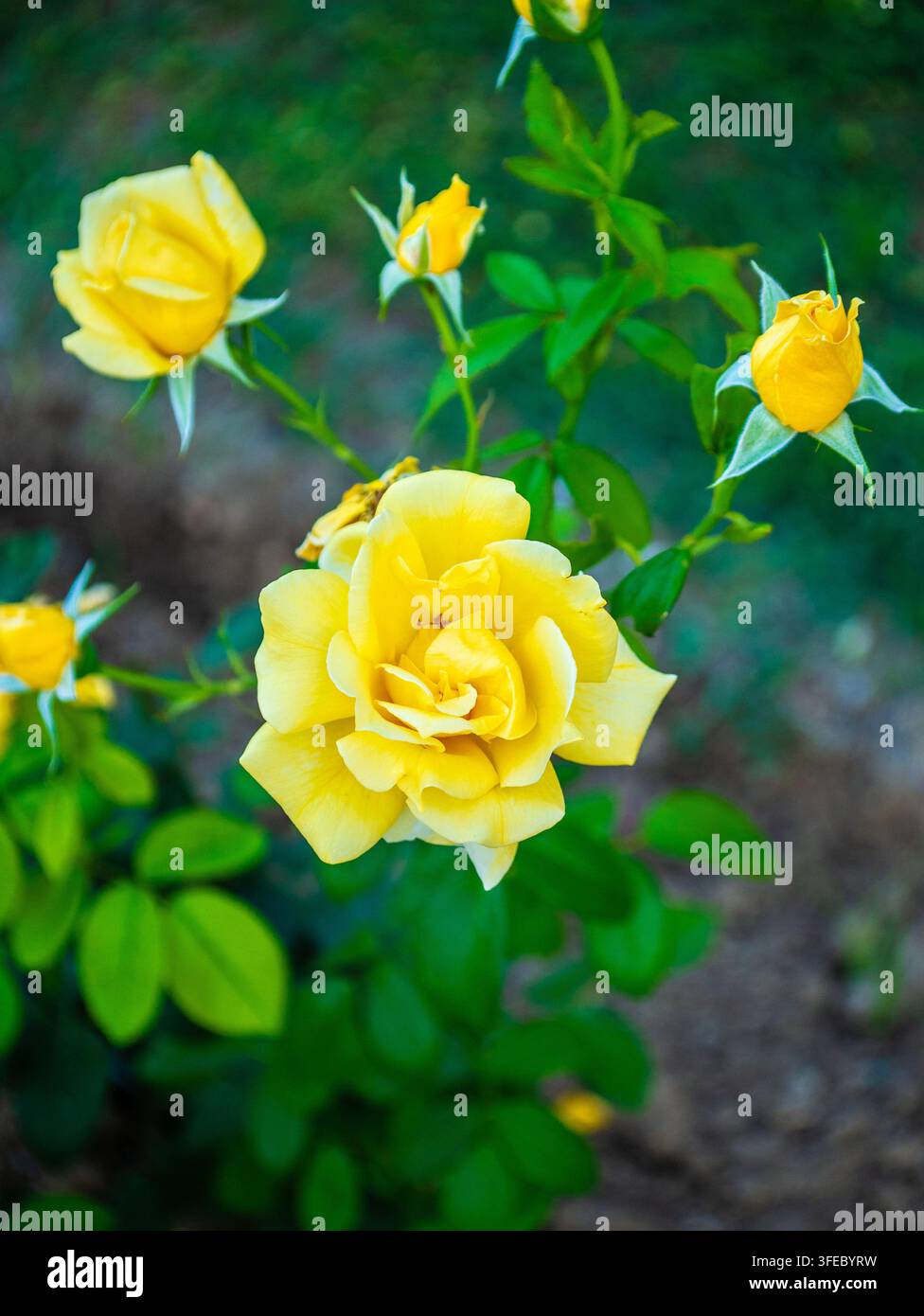 Fiore di rosa giallo (Rosa Landora) in fiore in un piccolo cespuglio da giardino accanto a giovani foglie verdi e boccioli in una giornata estiva soleggiata. Foto Stock