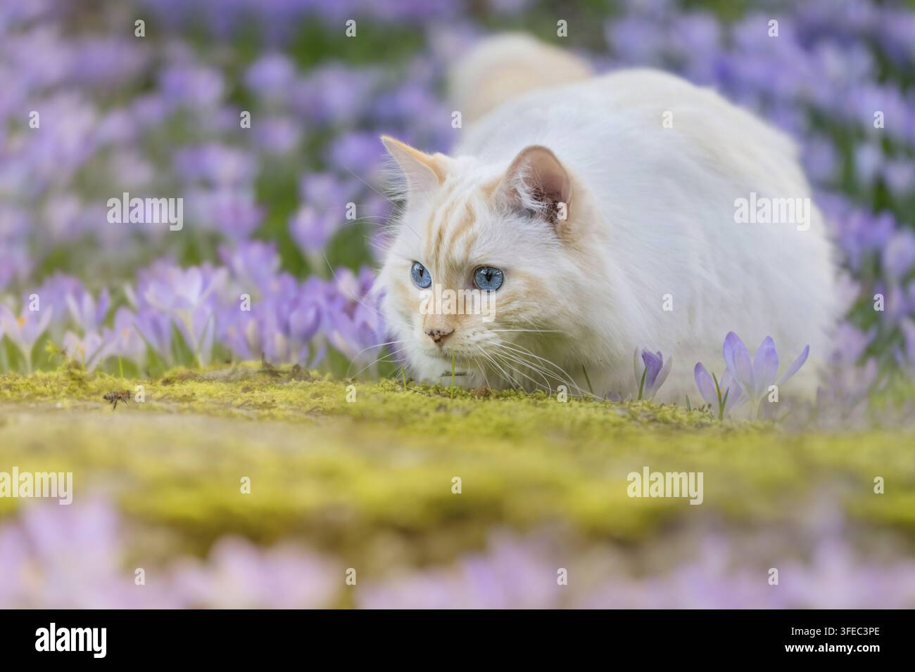 Ragdoll Foto Stock