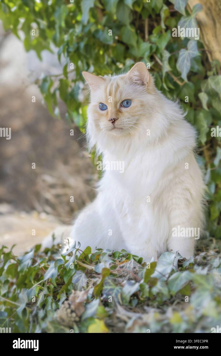 Ragdoll Foto Stock