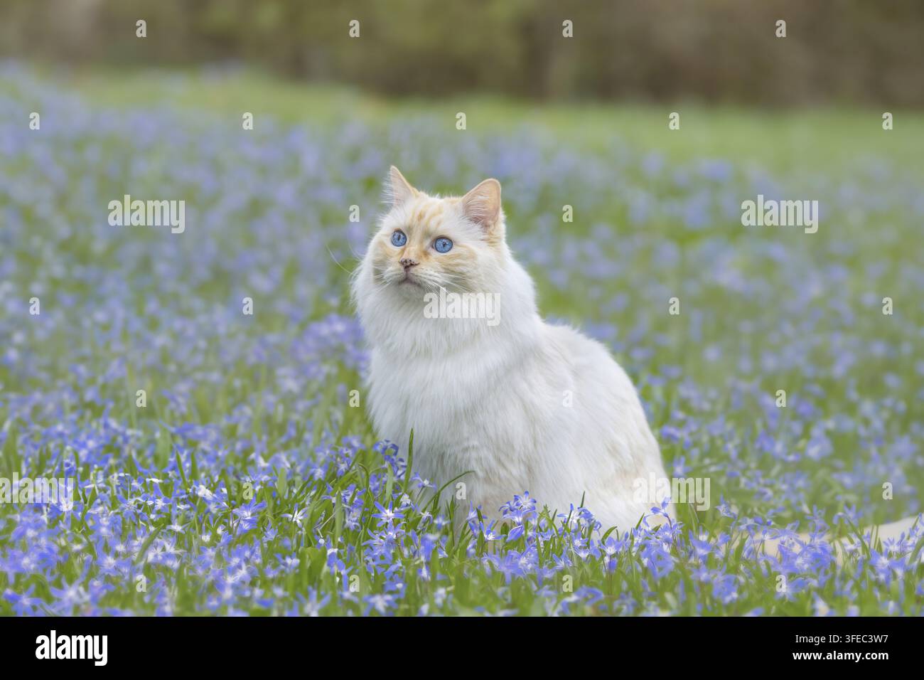 Ragdoll Foto Stock