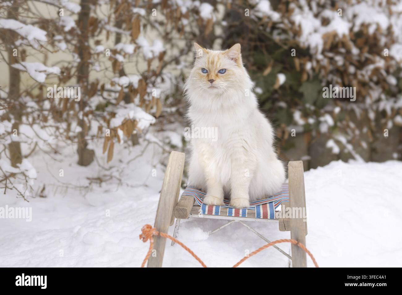 Ragdoll Foto Stock