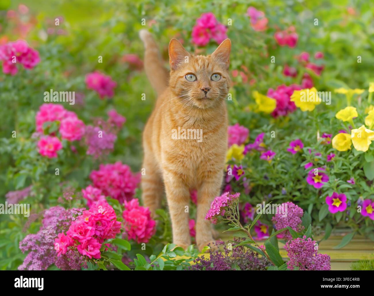 Gatto rosso tabby tra fiori colorati Foto Stock