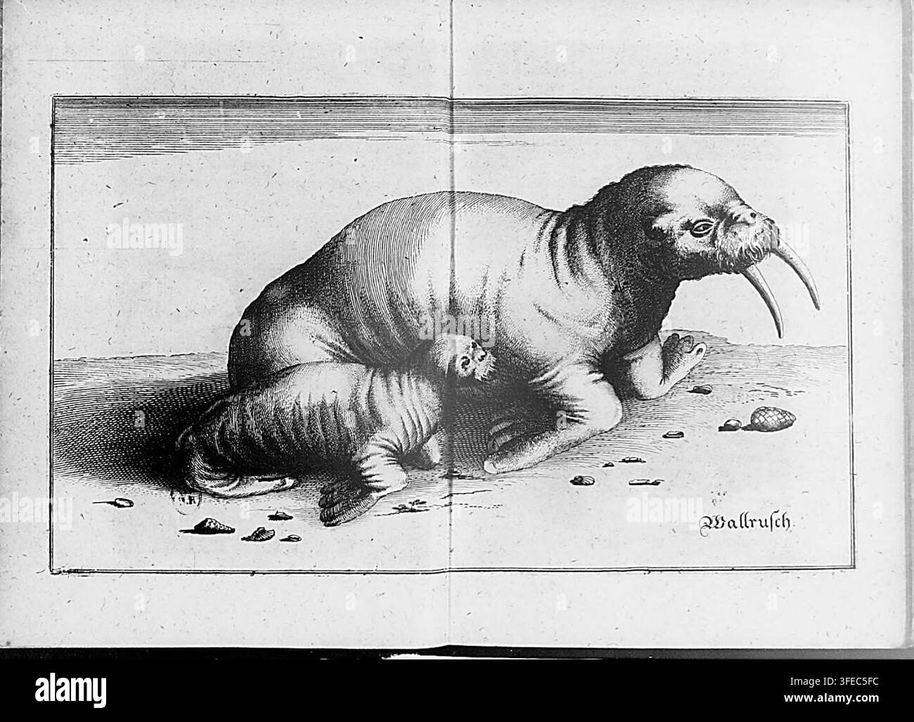 Una stampa del 1650 che presenta due trichechi, uno sopra l'altro, circondati da piccoli oggetti, con il testo "Wallrusch" e relativo alla Groenlandia, da una collezione di disegni e piani. Foto Stock