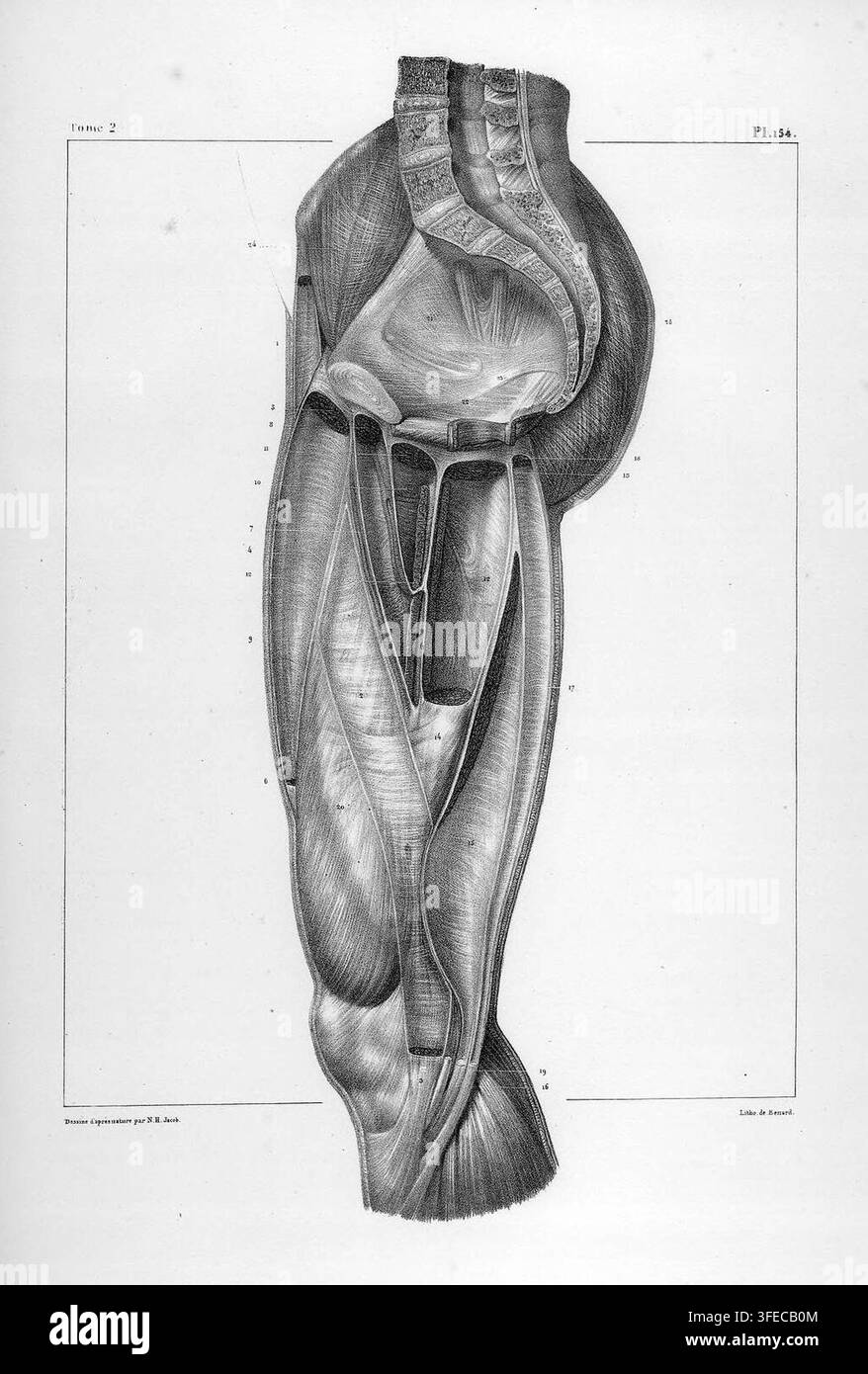 Un'illustrazione anatomica dettagliata dell'arto inferiore umano, vista dal lato posteriore, che mostra muscoli stratificati e tessuti connettivi, da un libro di Benard, litografo e incisore, datato tra il 1832 e il 1851. Foto Stock
