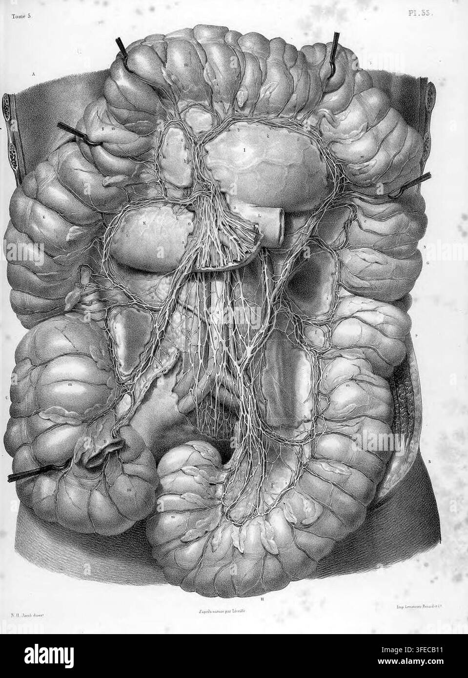 Una dettagliata illustrazione anatomica degli organi addominali interni, inclusi intestini a spirale e una rete di tessuto connettivo e vasi, tratta da un libro di Benard, litografo e incisore, datato tra il 1832 e il 1851. Foto Stock