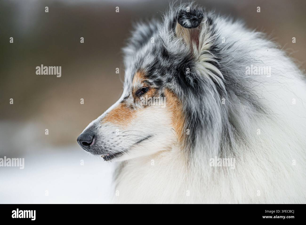Rough Collie di profilo su sfondo invernale Foto Stock