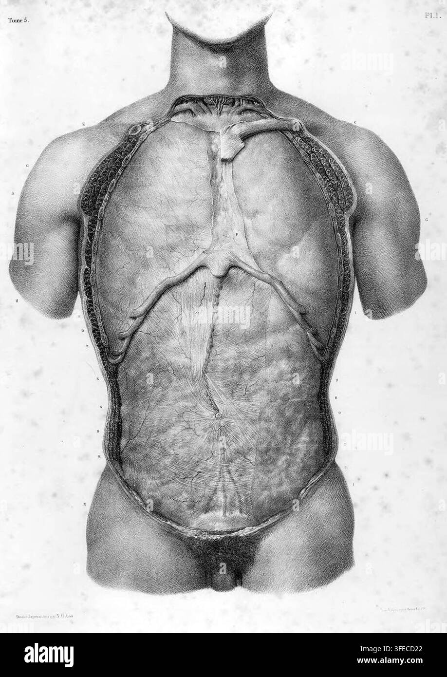 Una stampa anatomica di Benard, litografo e incisore, tratta da un libro pubblicato tra il 1832 e il 1851, che presenta una figura umana con la pelle parzialmente rimossa per rivelare la muscolatura e i tessuti connettivi sottostanti. Foto Stock