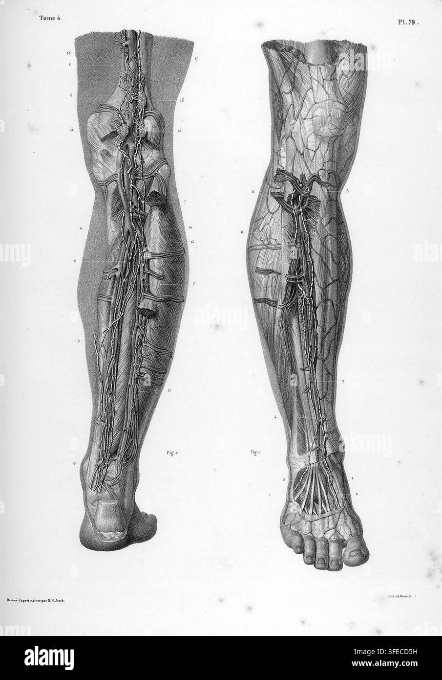 Illustrazioni anatomiche degli arti inferiori e dei piedi umani, che mostrano rappresentazioni dettagliate di muscoli, vene e tessuti connettivi, da un libro di Benard, litografo e incisore, datato tra il 1832 e il 1851. Foto Stock
