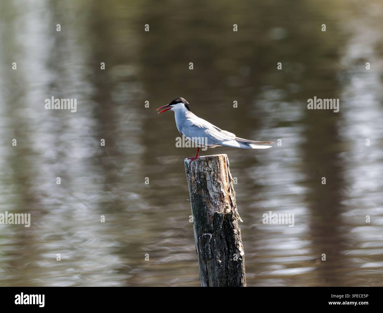 Sterna dal ciuffo (Chlidonias hybrida) appollaiata su un palo a Mzires-en-Brenne, Francia. Foto Stock