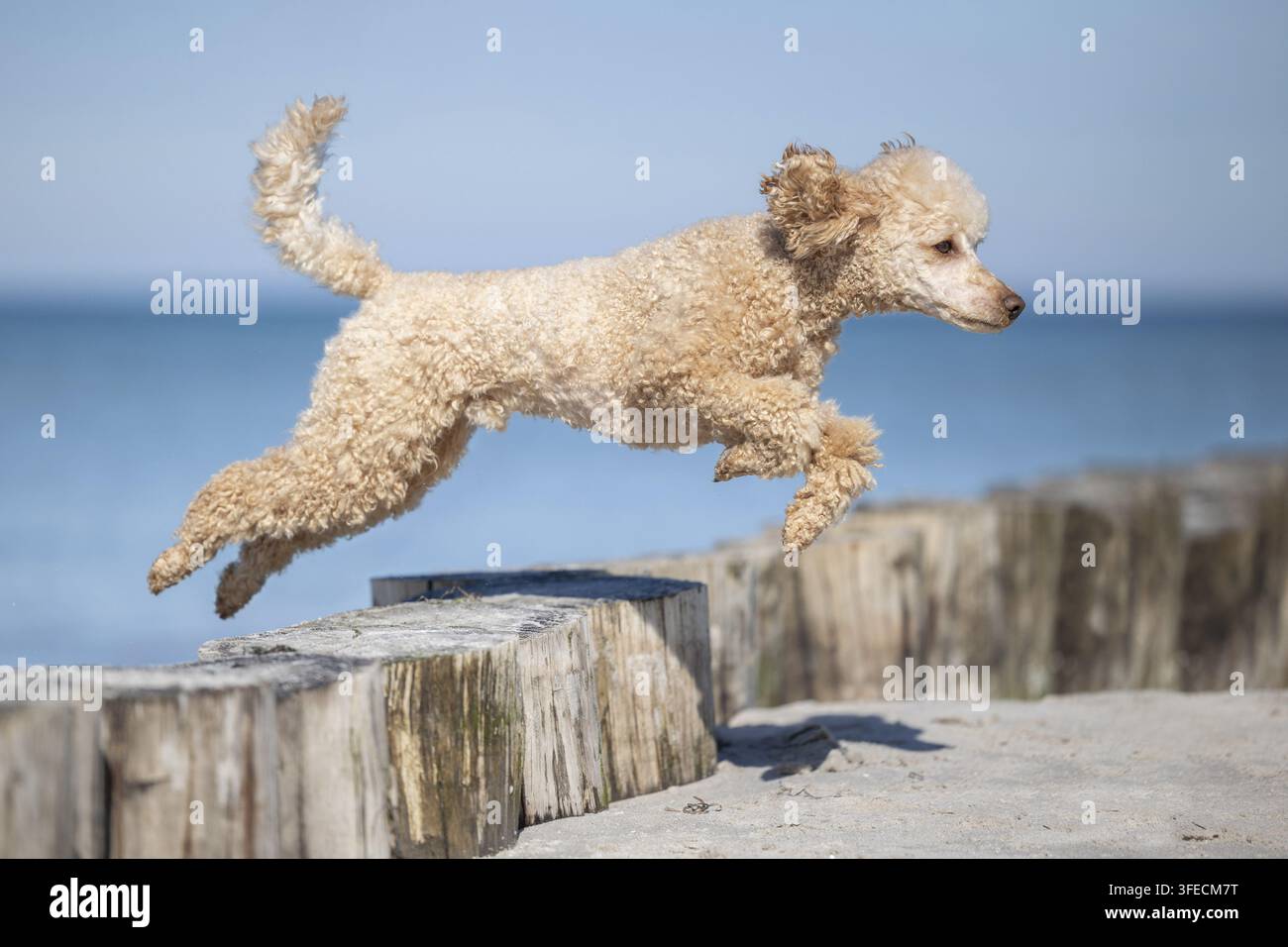 Pudle standard che salta sopra pali di legno sulla spiaggia Foto Stock