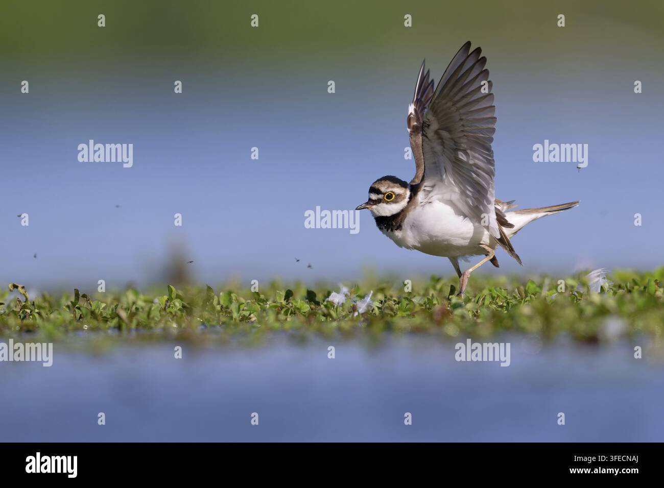 Poco inanellato plover Foto Stock