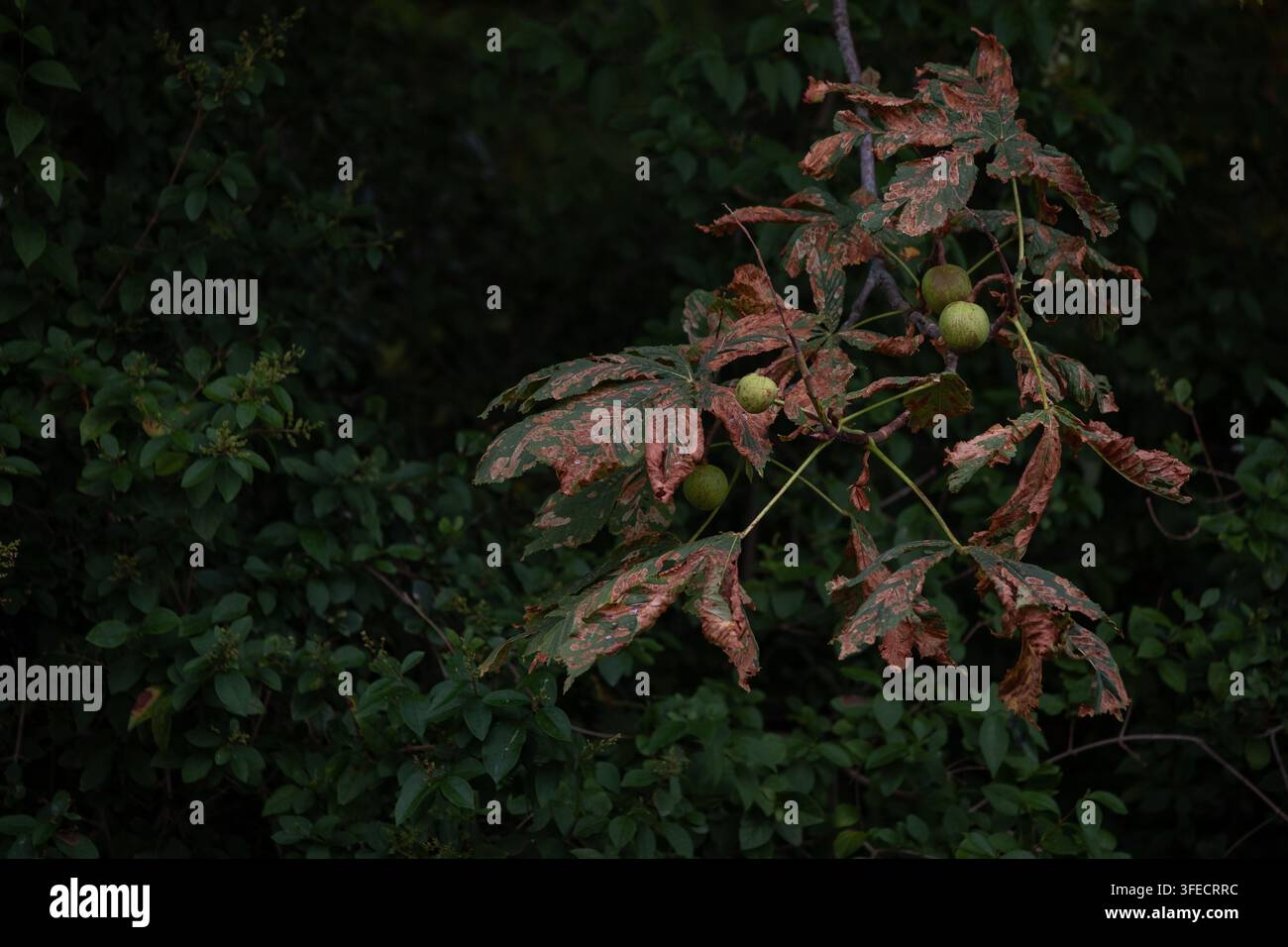 Ramo di castagno con marroni verdi in sviluppo e foglie marroni pesantemente danneggiate. Concetto di problemi di salute degli alberi, malattia delle piante, ambiente Foto Stock