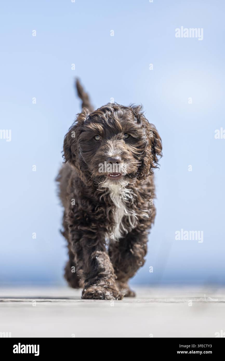 Pudel giocattolo-Cocker inglese-Mongolo Foto Stock