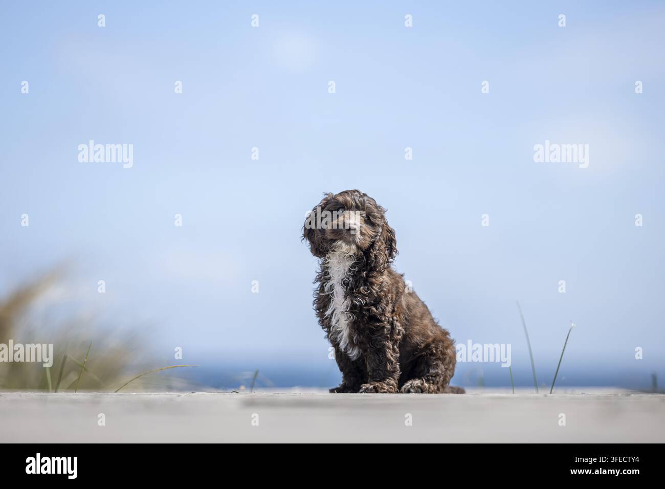 Pudel giocattolo-Cocker inglese-Mongolo Foto Stock