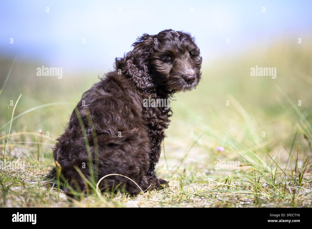 Pudel giocattolo-Cocker inglese-Mongolo Foto Stock