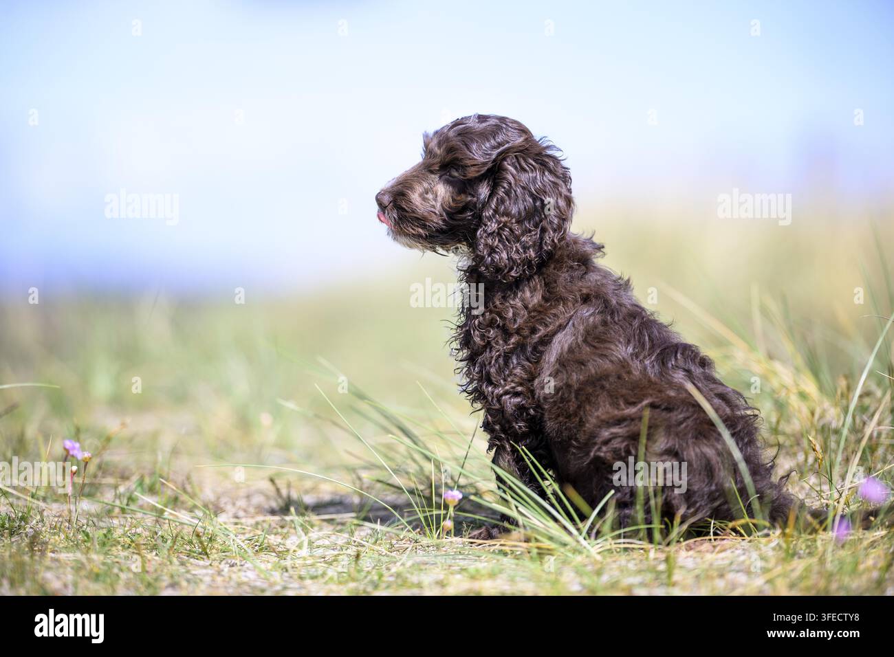 Pudel giocattolo-Cocker inglese-Mongolo Foto Stock