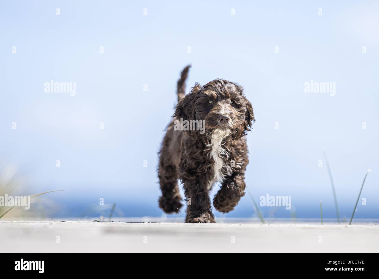 Pudel giocattolo-Cocker inglese-Mongolo Foto Stock