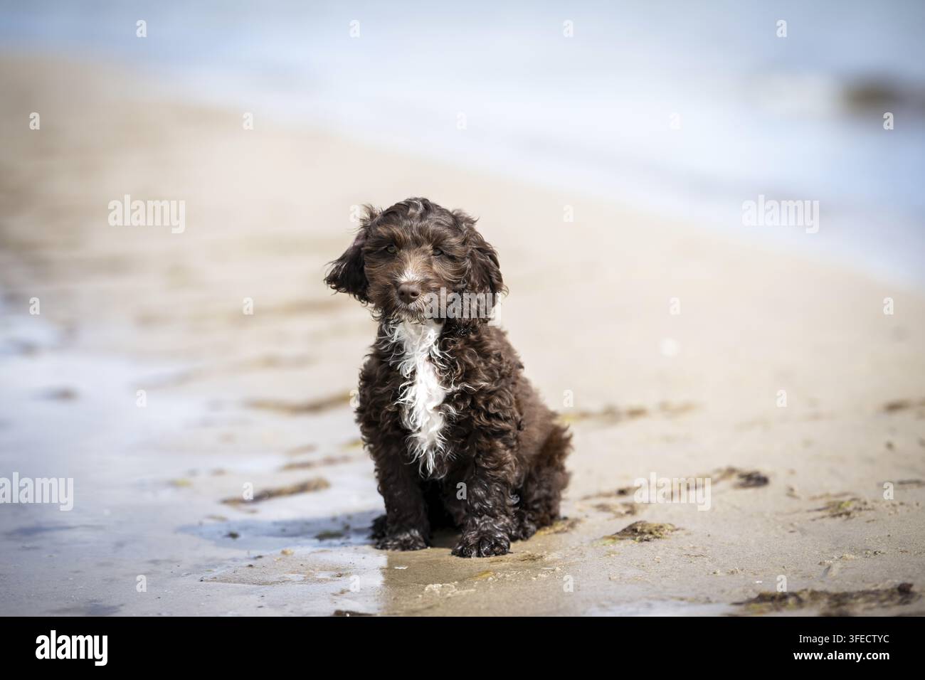 Pudel giocattolo-Cocker inglese-Mongolo Foto Stock