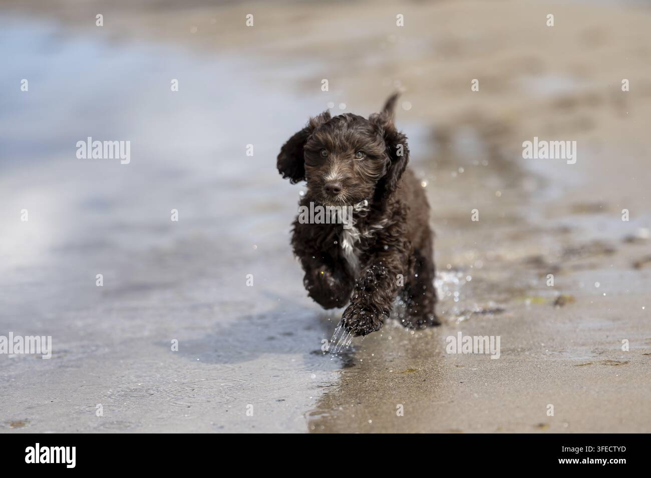 Pudel giocattolo-Cocker inglese-Mongolo Foto Stock