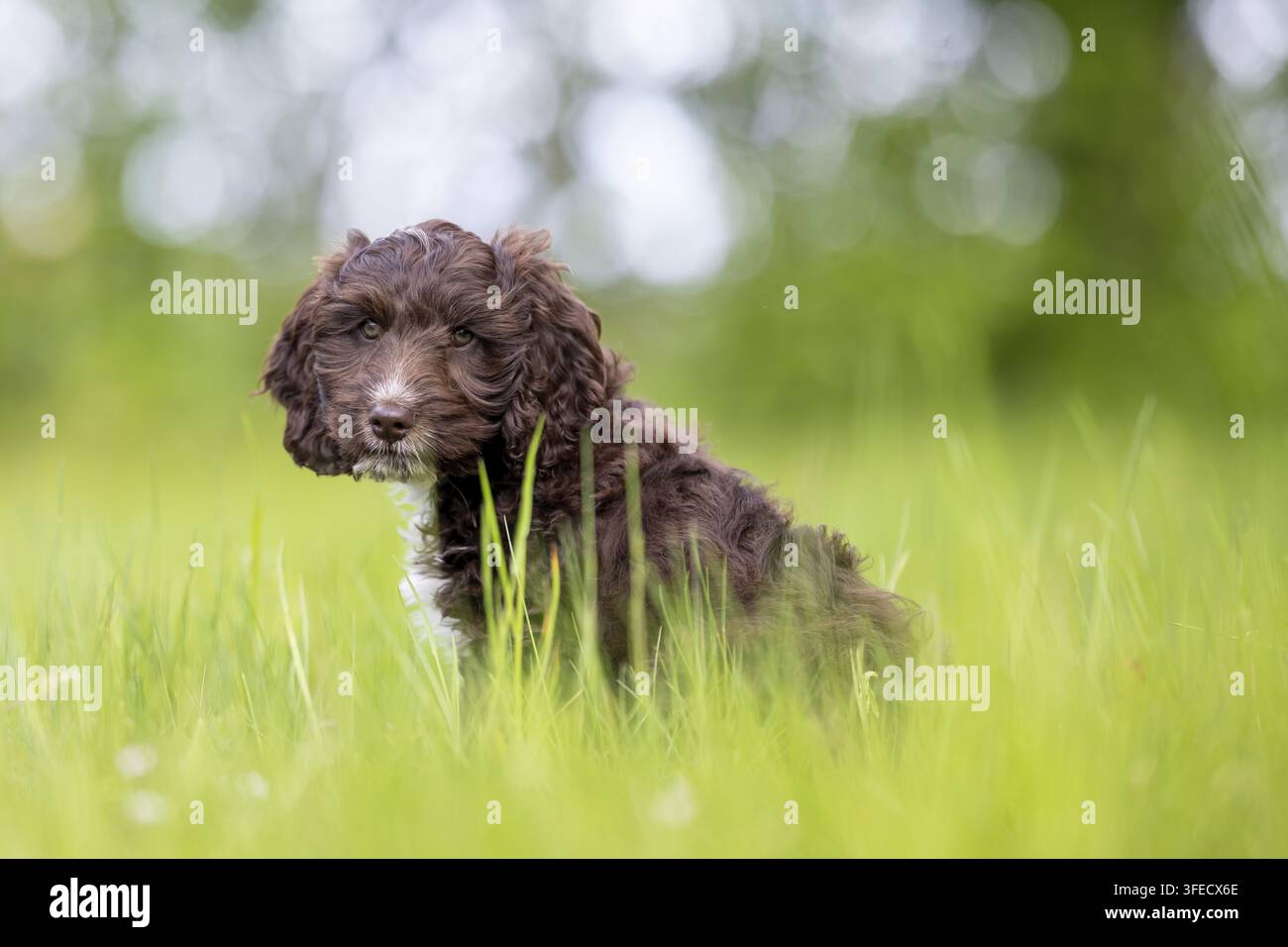 Pudel giocattolo-Cocker inglese-Mongolo Foto Stock