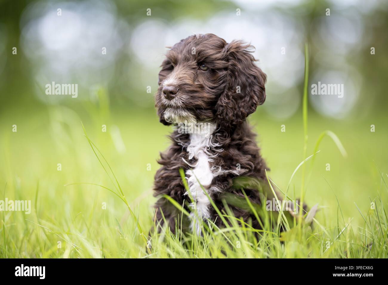 Pudel giocattolo-Cocker inglese-Mongolo Foto Stock