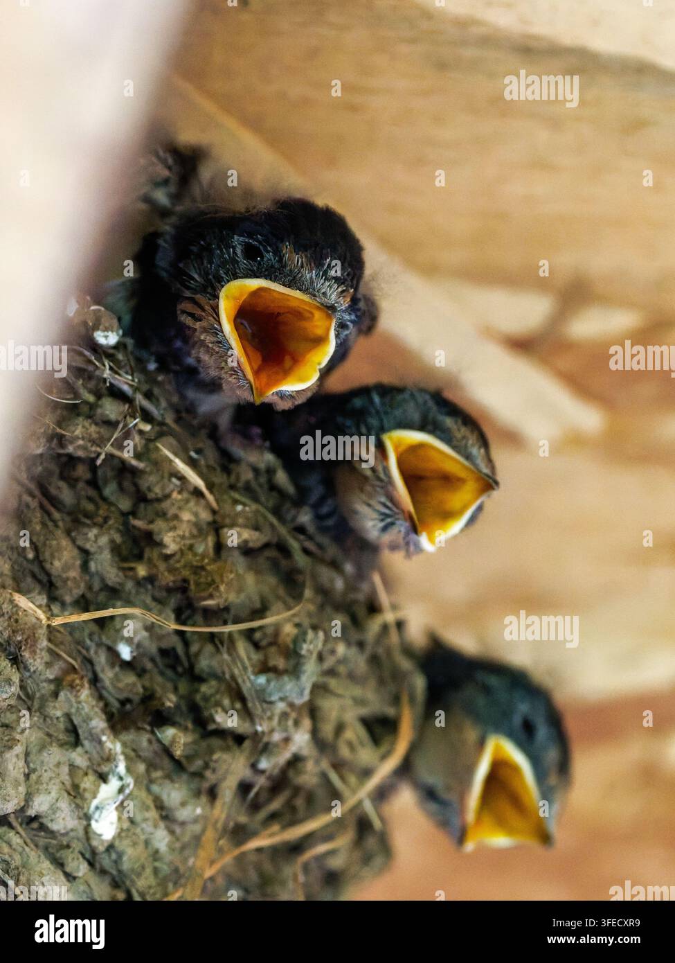 Tre nidoni affamati di Hirundo rustica con la bocca aperta in un nido a Rosnay. Foto Stock