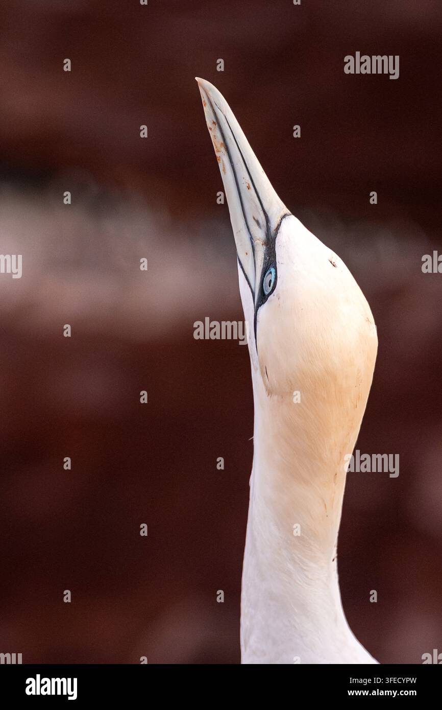 Sula nordica che allunga la testa e il becco verso l'alto Foto Stock