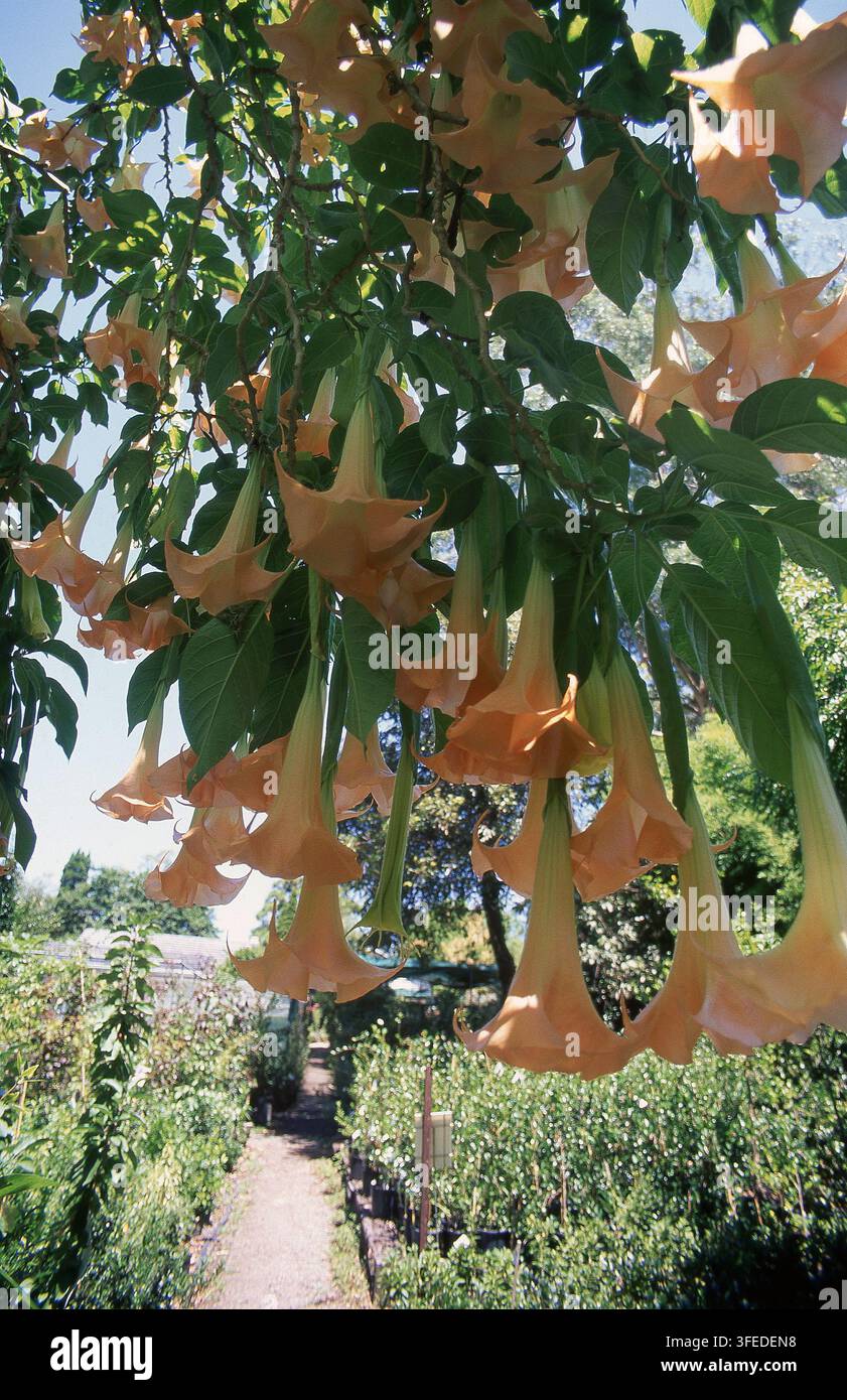 FIORI A FORMA DI TRUMPETTO DI BRUGMANSIA VERSICOLOR NOTI ANCHE COME TRUMPETTI D'ANGELO O TRUMPETTO D'ANGELO PESCA, NUOVO GALLES DEL SUD, AUSTRALIA. Foto Stock