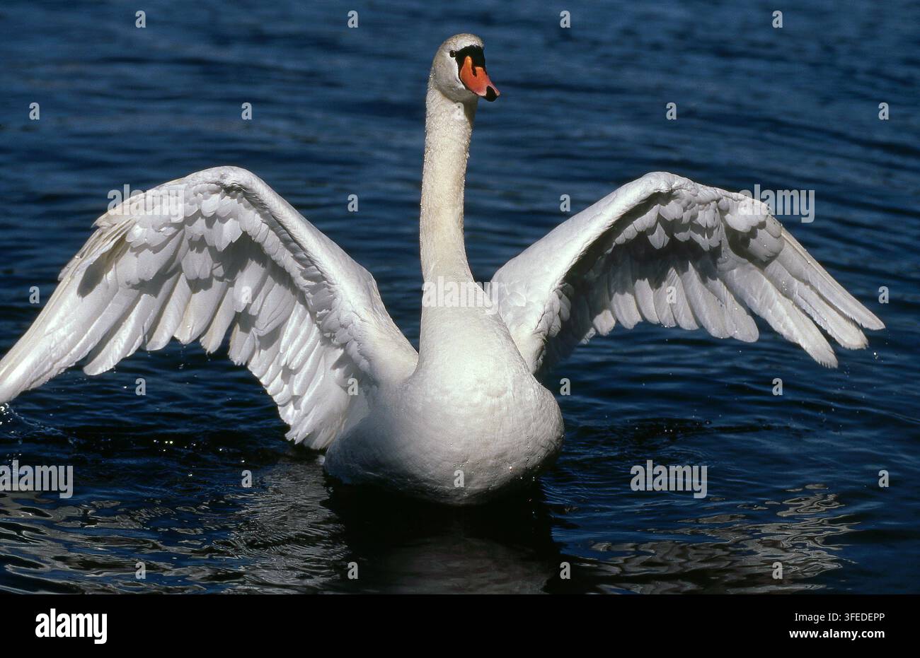 MUTE SWAN (CYGNUS OLOR) CHE SBATTE LE ALI SUL FIUME AVON, AUSTRALIA OCCIDENTALE. Foto Stock