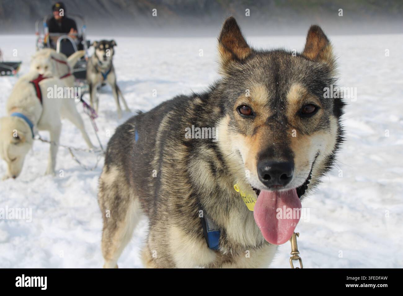 Primo piano di un cane da slitta con squadra di cani e musher sulla neve vicino al ghiacciaio Punchbowl, Alaska Foto Stock