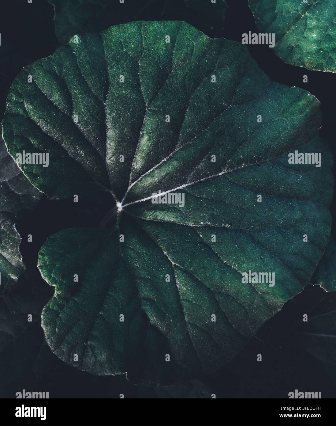 Una singola grande foglia verde scuro con sottili venature radiali riempie il quadro come uno sfondo botanico ricco. Ottimo per packaging di lusso, branding eco e Foto Stock