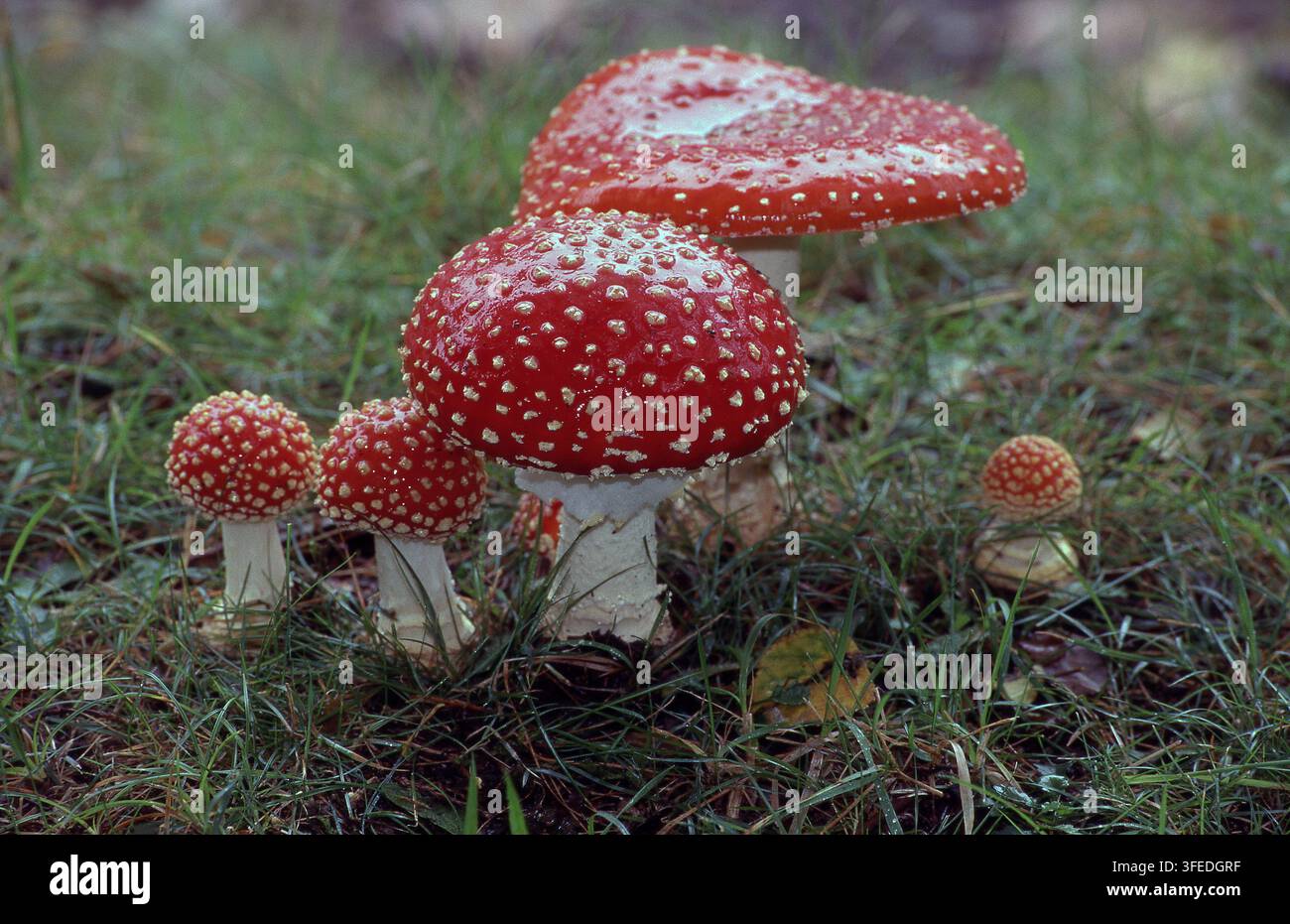 AMANITA MUSCARIA COMUNEMENTE NOTA COME MOSCA AGARICA O MOSCA AMANITA È VELENOSA E, SE MANGIATA, PROVOCA ALLUCINAZIONI E GRAVE MAL DI STOMACO. Foto Stock