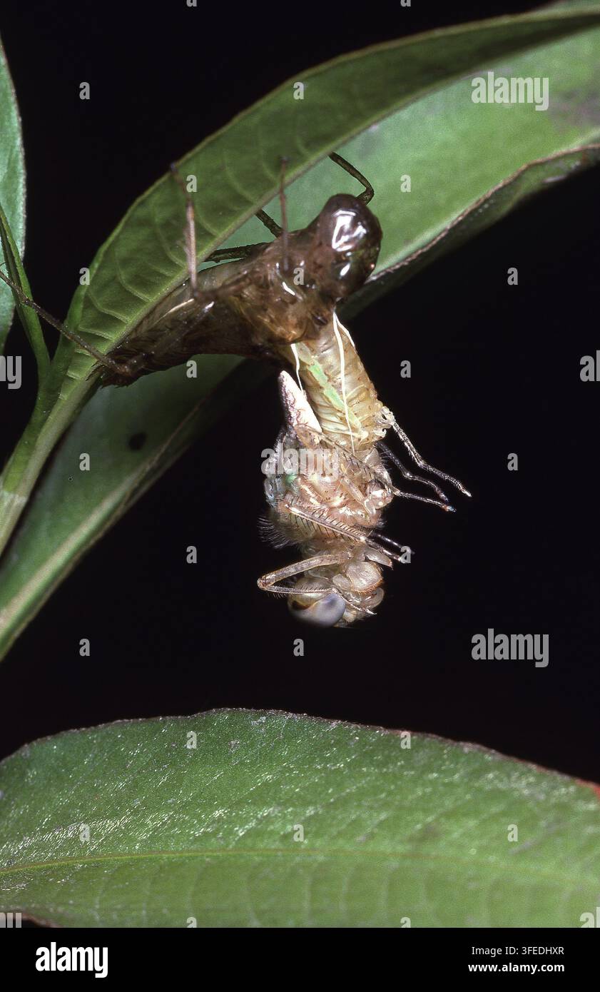 PRIMA PIANURA DI UNA LIBELLULA DURANTE L'EMERGENZA E LA METAMORFOSI, APPESA AL SUO INVOLUCRO LARVARE. AUSTRALIA. Foto Stock