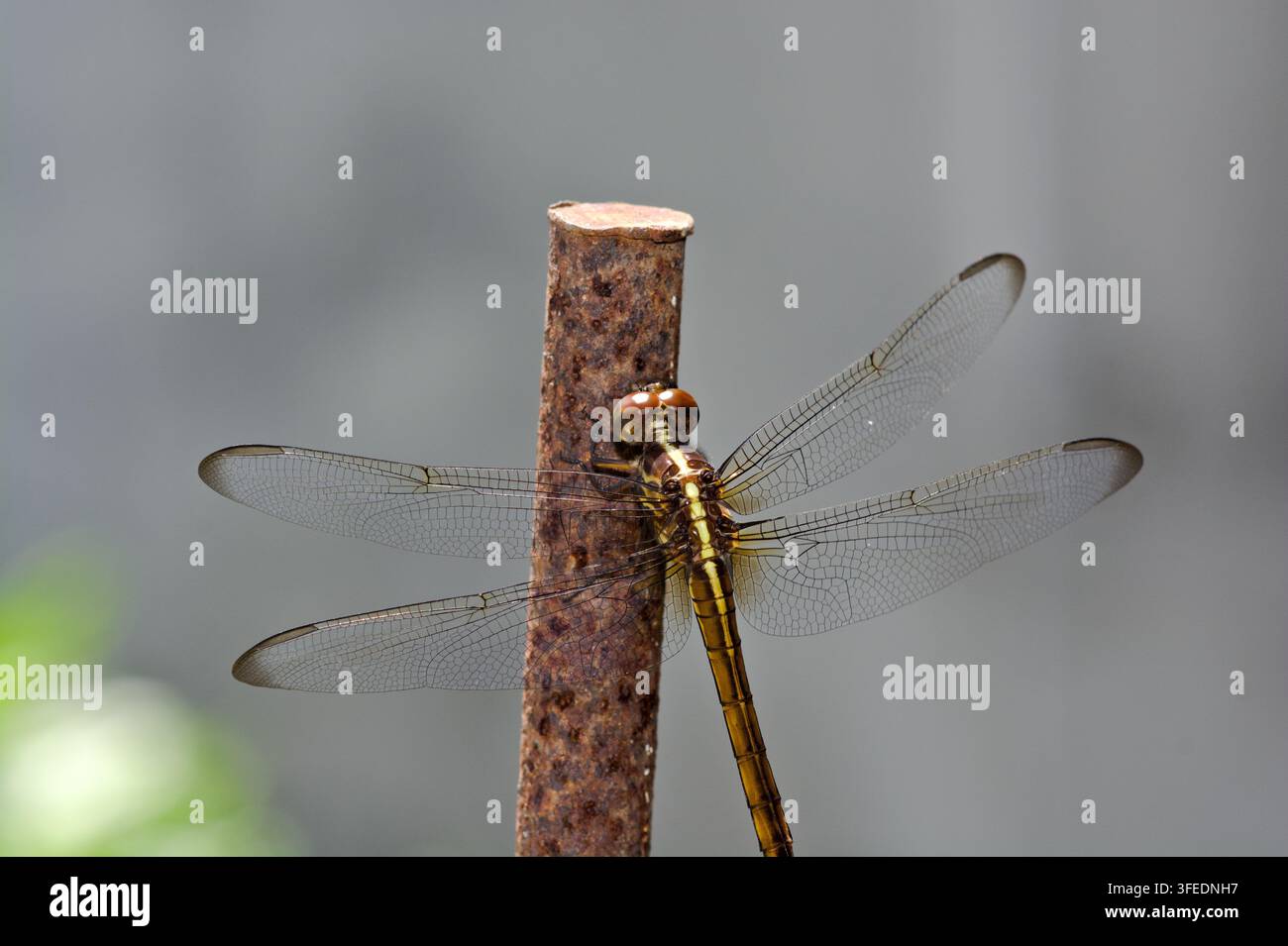 Fotografia macro di una libellula (Libellulidae) a riposo con le ali spiegate su una bacchetta di ferro consumata. Foto Stock