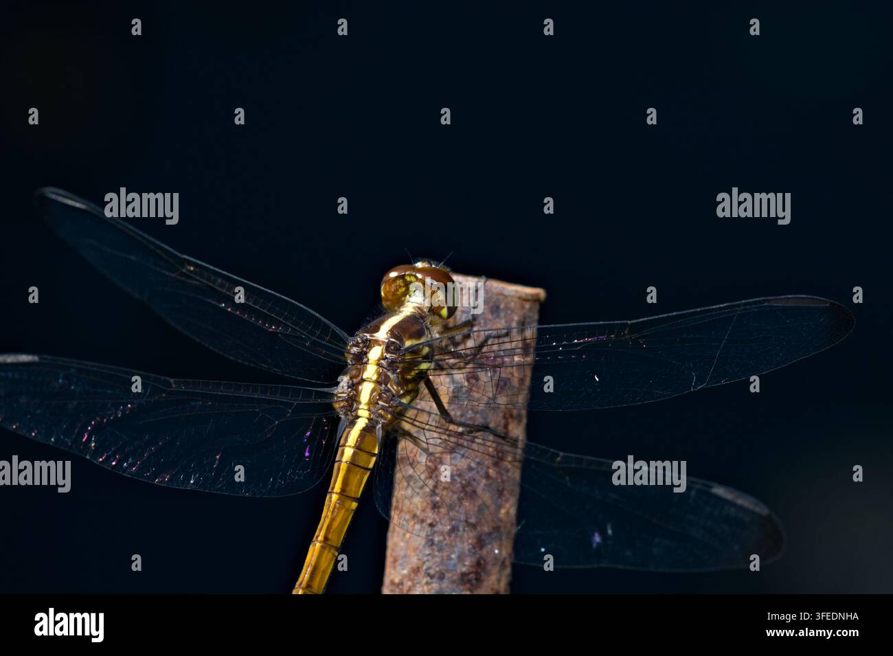Fotografia macro di una libellula dorata (Libellulidae) appollaiata su un palo che mostra una venatura alare chiara e intricata. Foto Stock