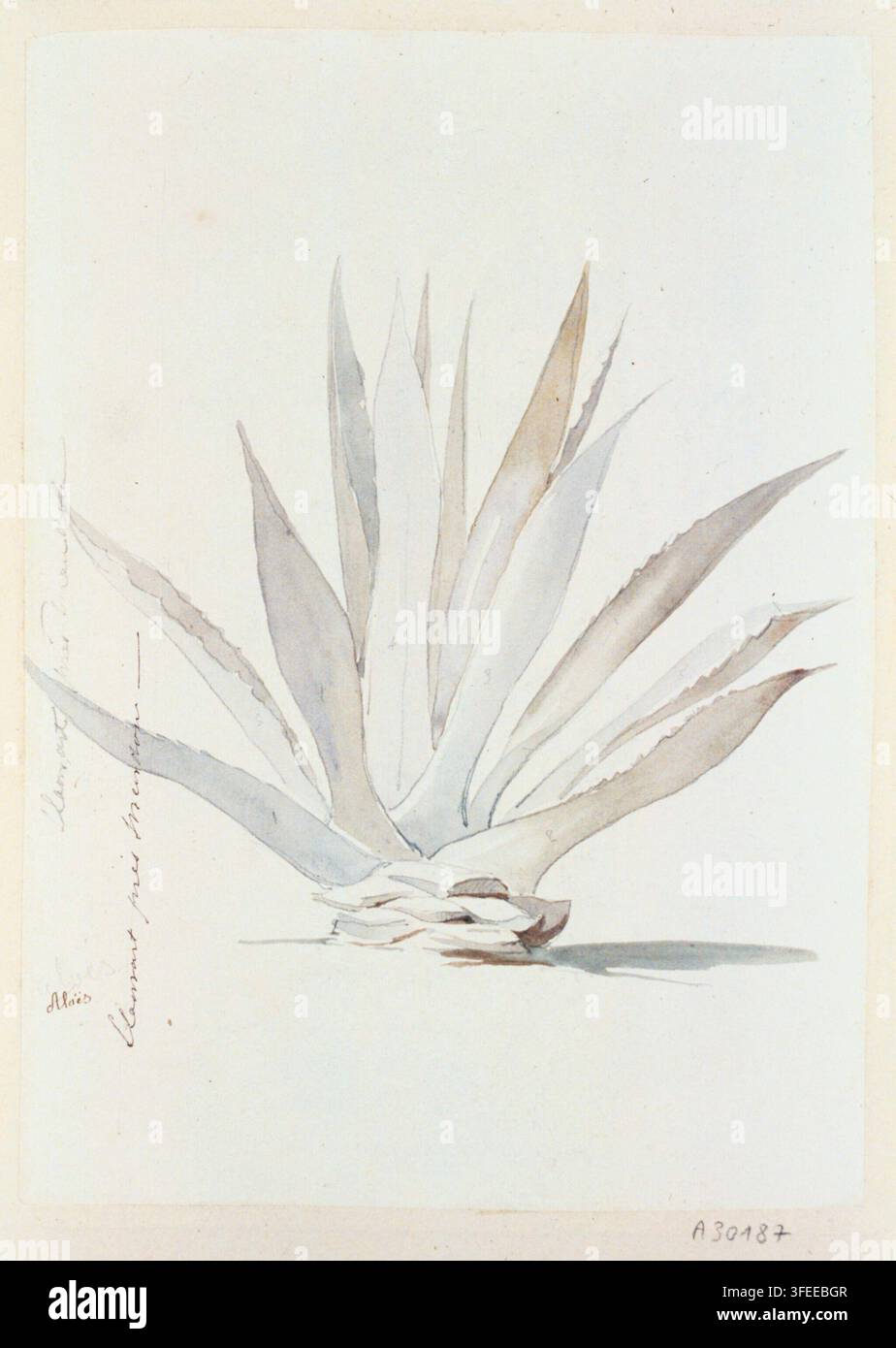 Un disegno di Aloès, una pianta con foglie lunghe, appuntite e sovrapposte, di Bergeron, un disegnatore francese del XIX secolo, creato nel 1839, tratto da un libro sui paesaggi, con un esemplare forse proveniente da Clamart, Hauts-de-Seine, Francia. Foto Stock