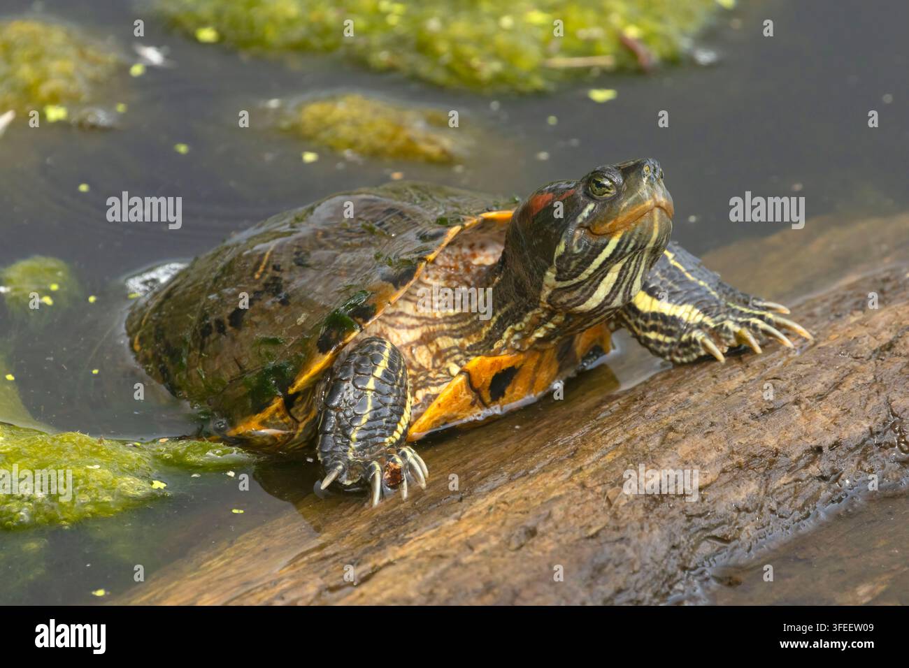 Tartaruga dalle orecchie rosse (Trachemys scripta elegans), Mill Pond Park, Newington, Connecticut Foto Stock