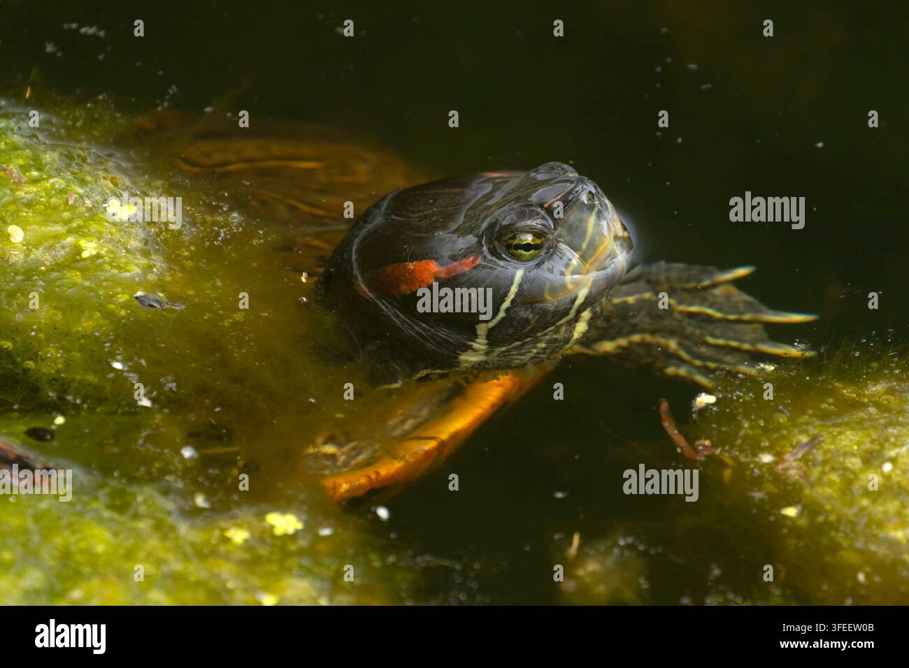 Tartaruga dalle orecchie rosse (Trachemys scripta elegans), Mill Pond Park, Newington, Connecticut Foto Stock