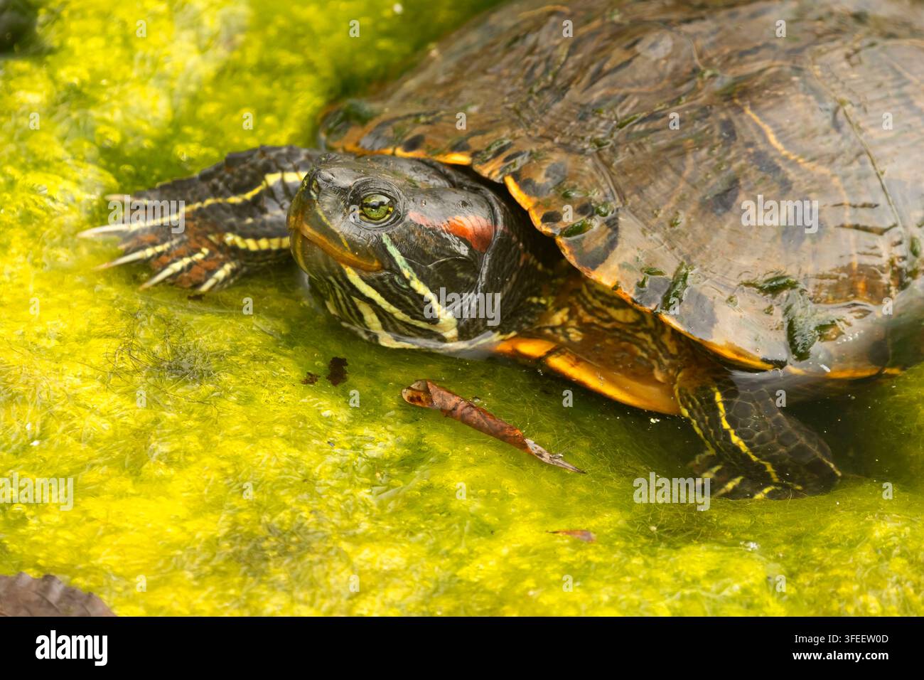 Tartaruga dalle orecchie rosse (Trachemys scripta elegans), Mill Pond Park, Newington, Connecticut Foto Stock