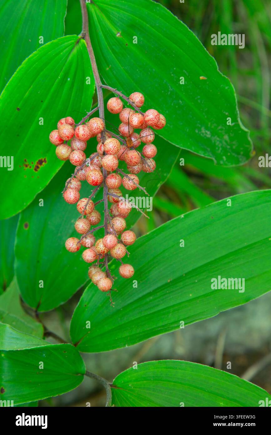 Bacche di falso sigillo di Salomone (Maianthemum racemosum) con zampe lunghe di papà, Haystack Mountain State Park, Connecticut Foto Stock