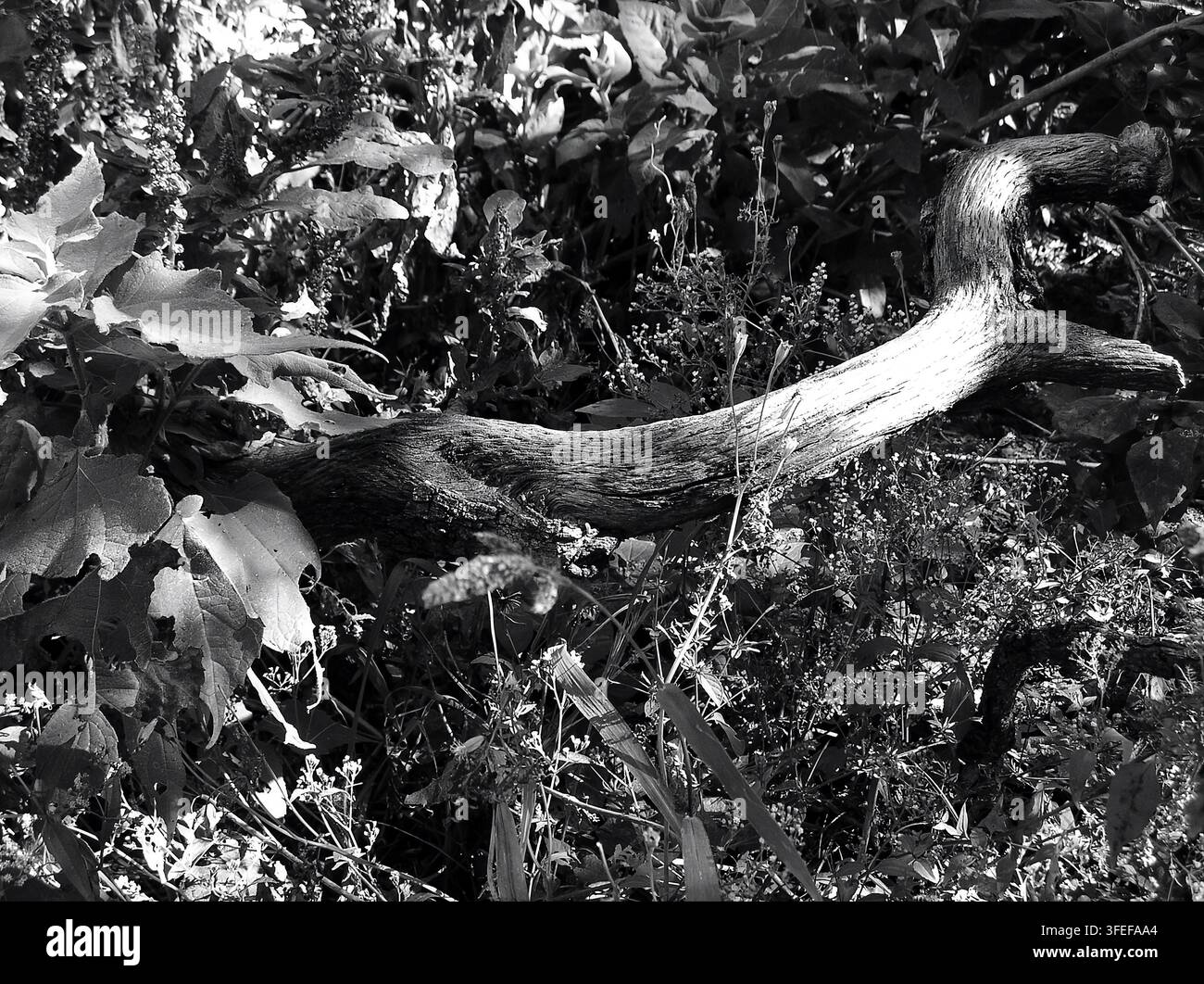 Vista monocromatica di un tronco d'albero secco e curvo che riposa tra un fogliame verde selvatico Foto Stock