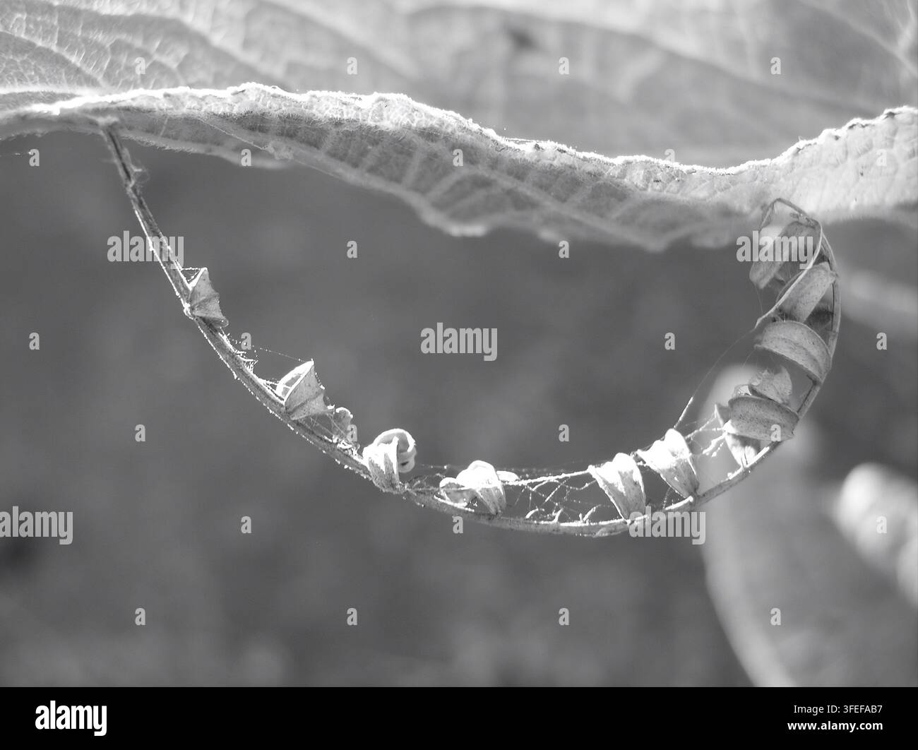 Close up monocromatico di una capsula di seme essiccata curva attaccata a una foglia con sottili fili di ragnatela Foto Stock