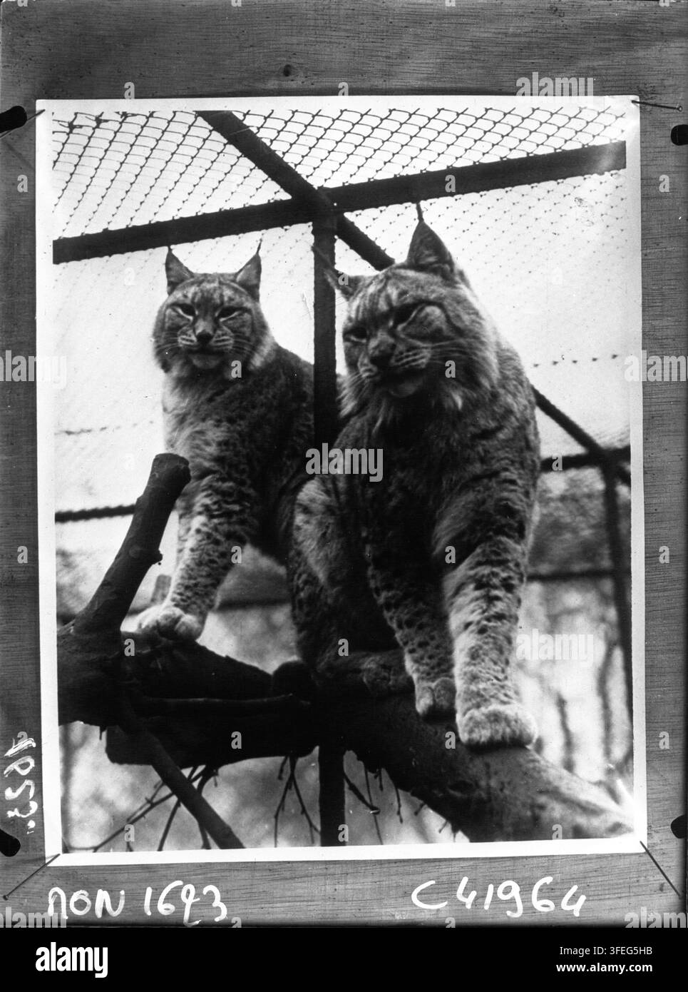 Due linci eurasiatiche, gatti selvatici con orecchie a ciuffo e code lunghe, appollaiate su un ramo, da Agence Mondial Photo-Presse nel 1932. Foto Stock