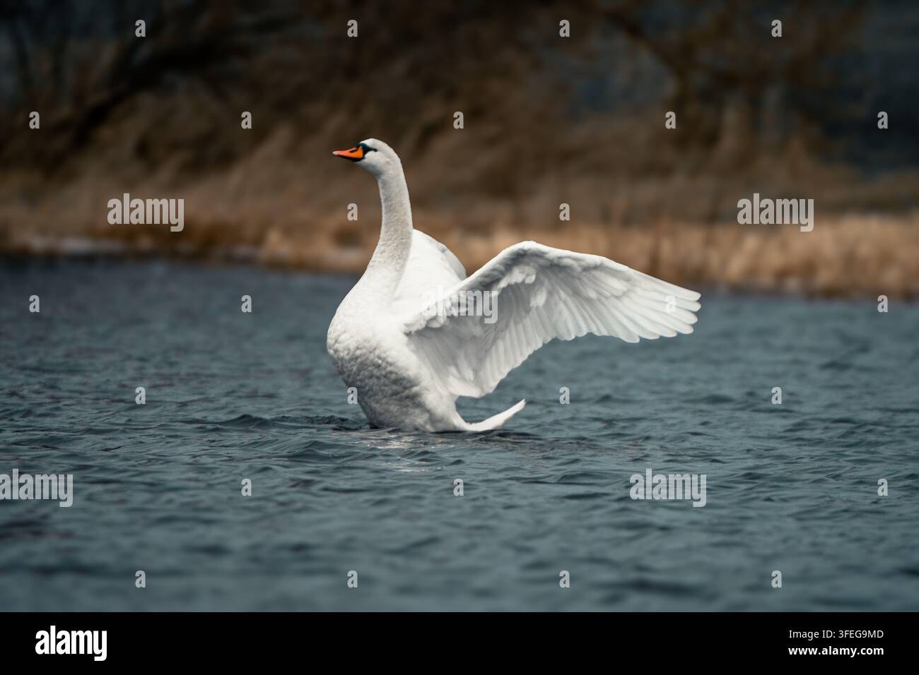 Cigno su un lago con le ali aperte Foto Stock