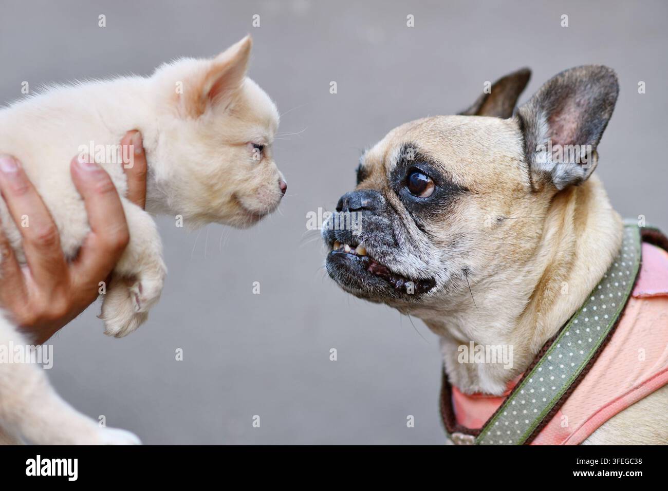 Cane Bouledogue francese anziano dai capelli grigi che incontra un giovane cucciolo Bouledogue francese bianco e soffice Foto Stock