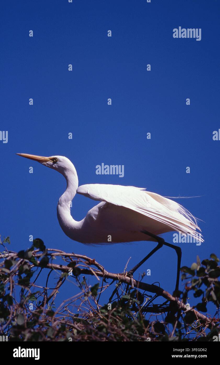 AIRONE BIANCO MAGGIORE (ARDEA ALBA) NOTO ANCHE COME AIRONE BIANCO GRANDE SUL PUNTO DI DECOLLARE DA UN ALBERO NELLA REGIONE DI KIMBERLEY, IN AUSTRALIA OCCIDENTALE. Foto Stock