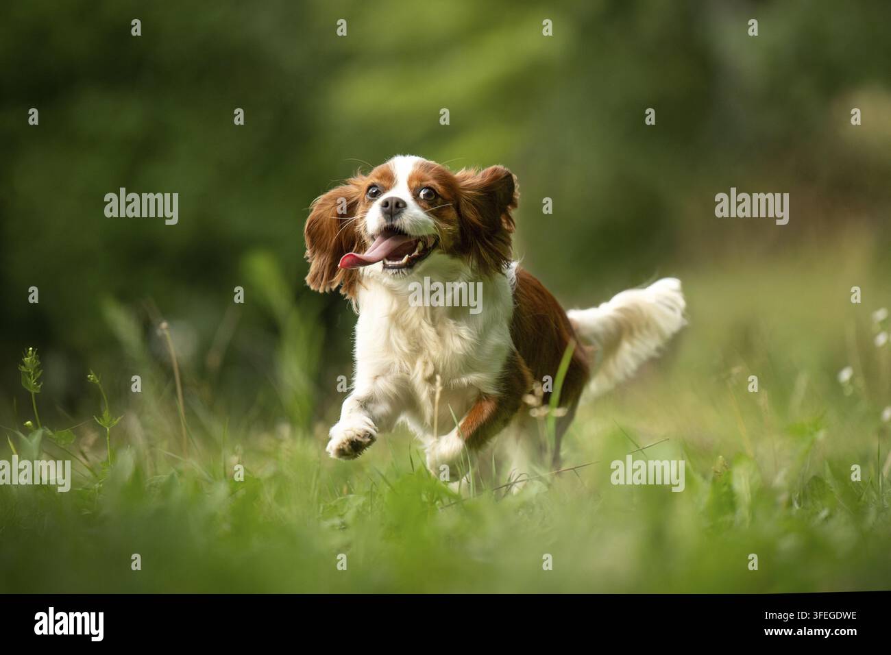 Cavalier King Charles Spaniel Foto Stock